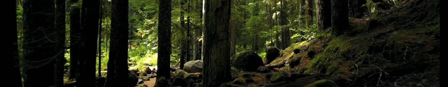 ForestBanner